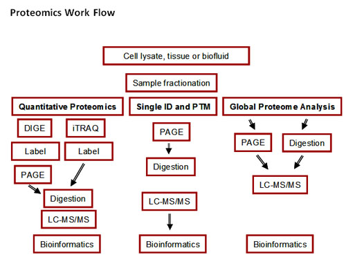 Proteomics Workflow
